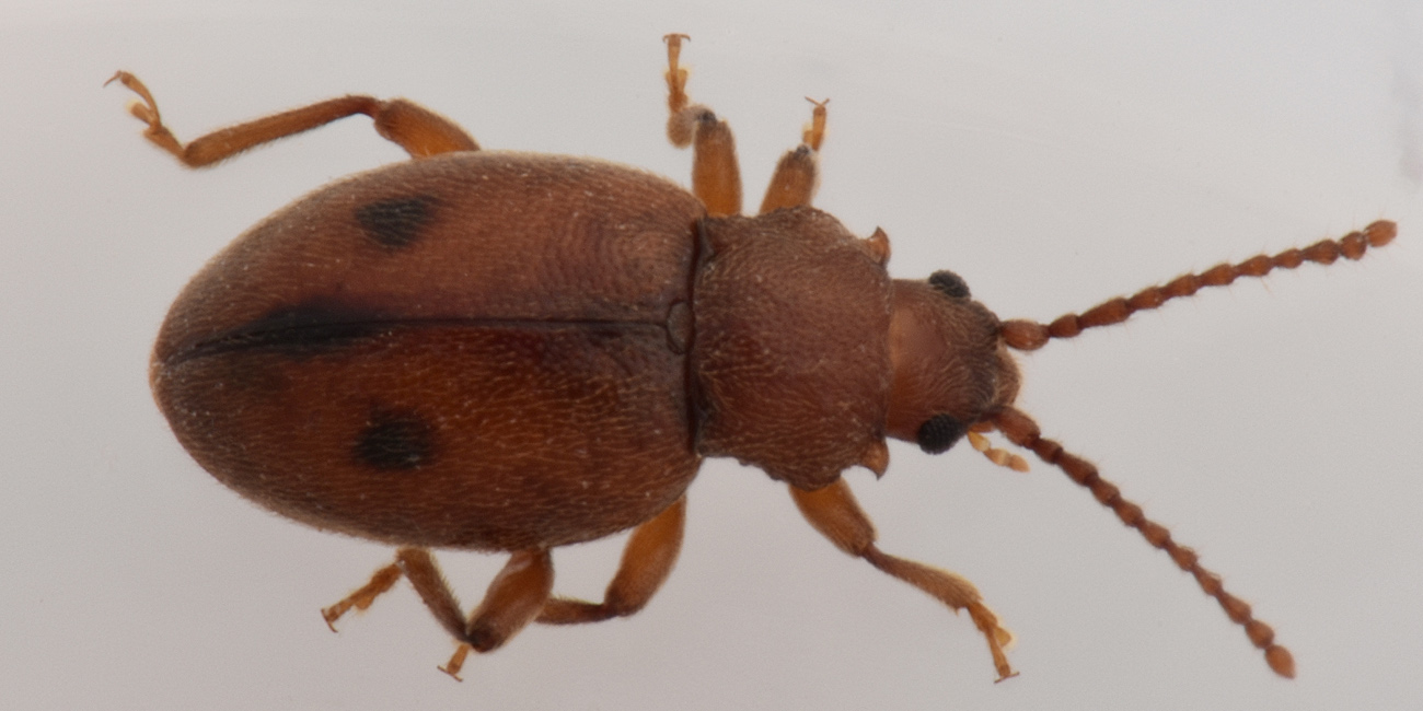 Endomychidae:  Dapsa opuntiae?  S !